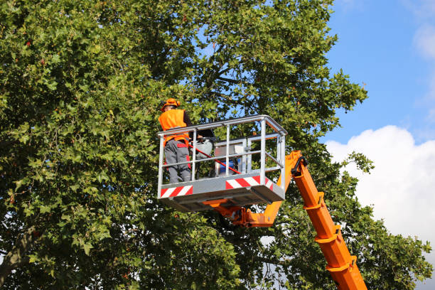 Professional Tree Removal and Landscaping Services in New Prague, MN